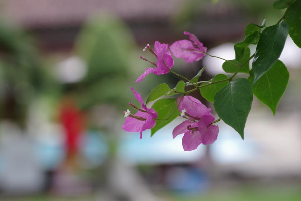 Tirta Sari Bungalow Hotell Pemuteran Exteriör bild